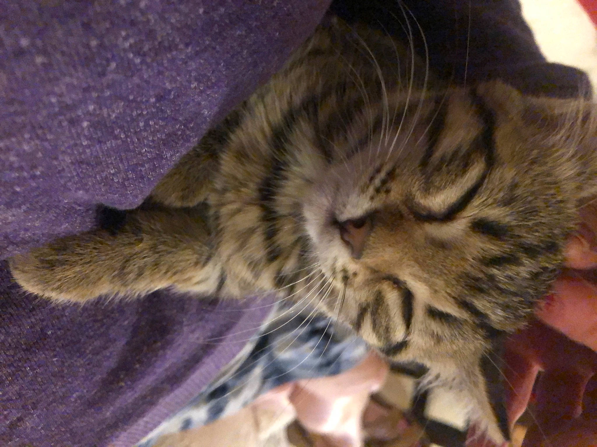 Georgia joined the competition — help win amazing prizes! carnivore, cat, claw, cloud, comfort, domestic_short_haired_cat, ear, eye, felidae, fur, nap, paw, small_to_medium_sized_cats, snout, tail, whiskers