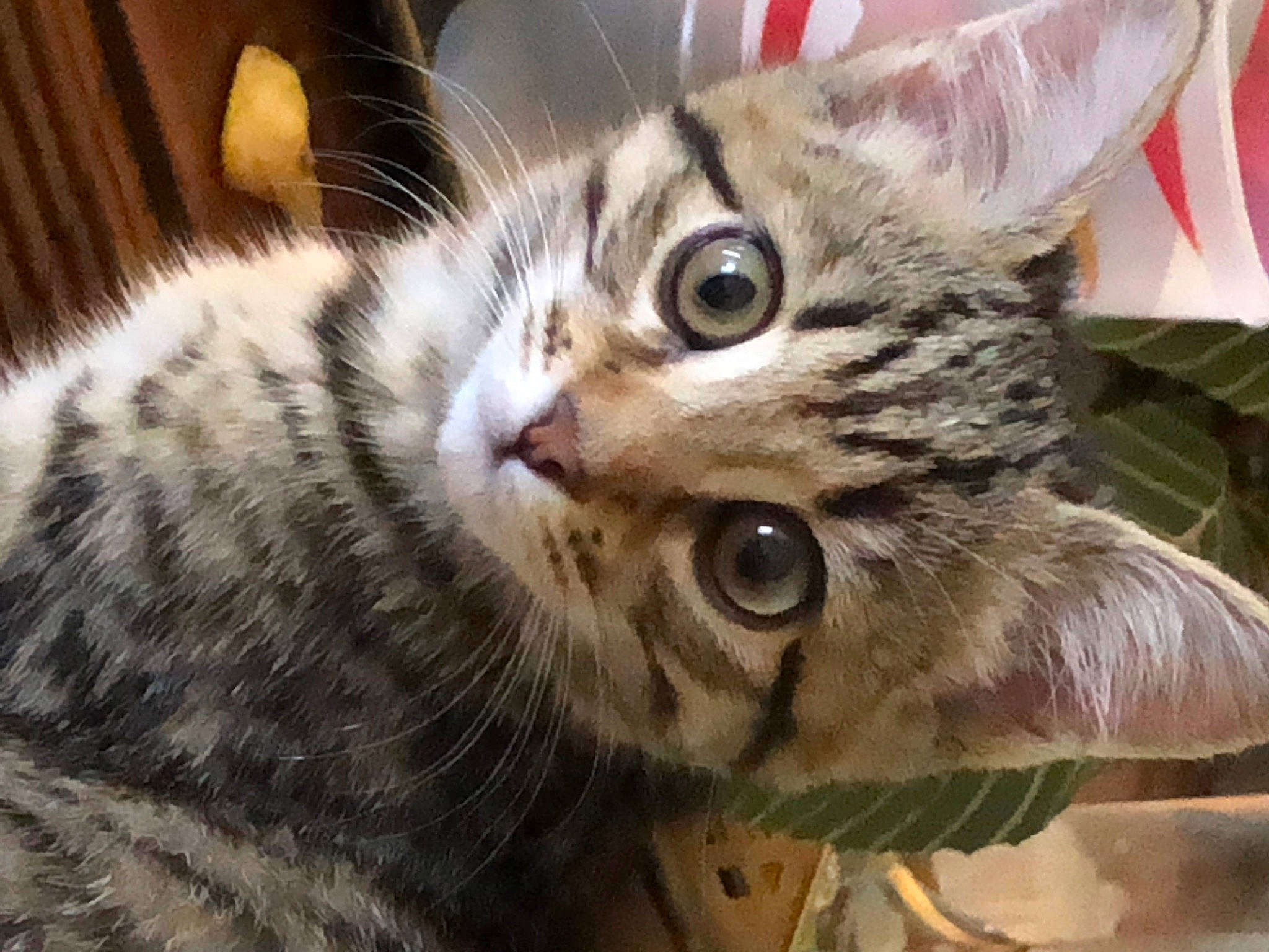 Georgia joined the competition — help win amazing prizes! carnivore, cat, claw, domestic_short_haired_cat, ear, eyelash, fawn, felidae, fur, paw, small_to_medium_sized_cats, snout, terrestrial_animal, whiskers, wildlife