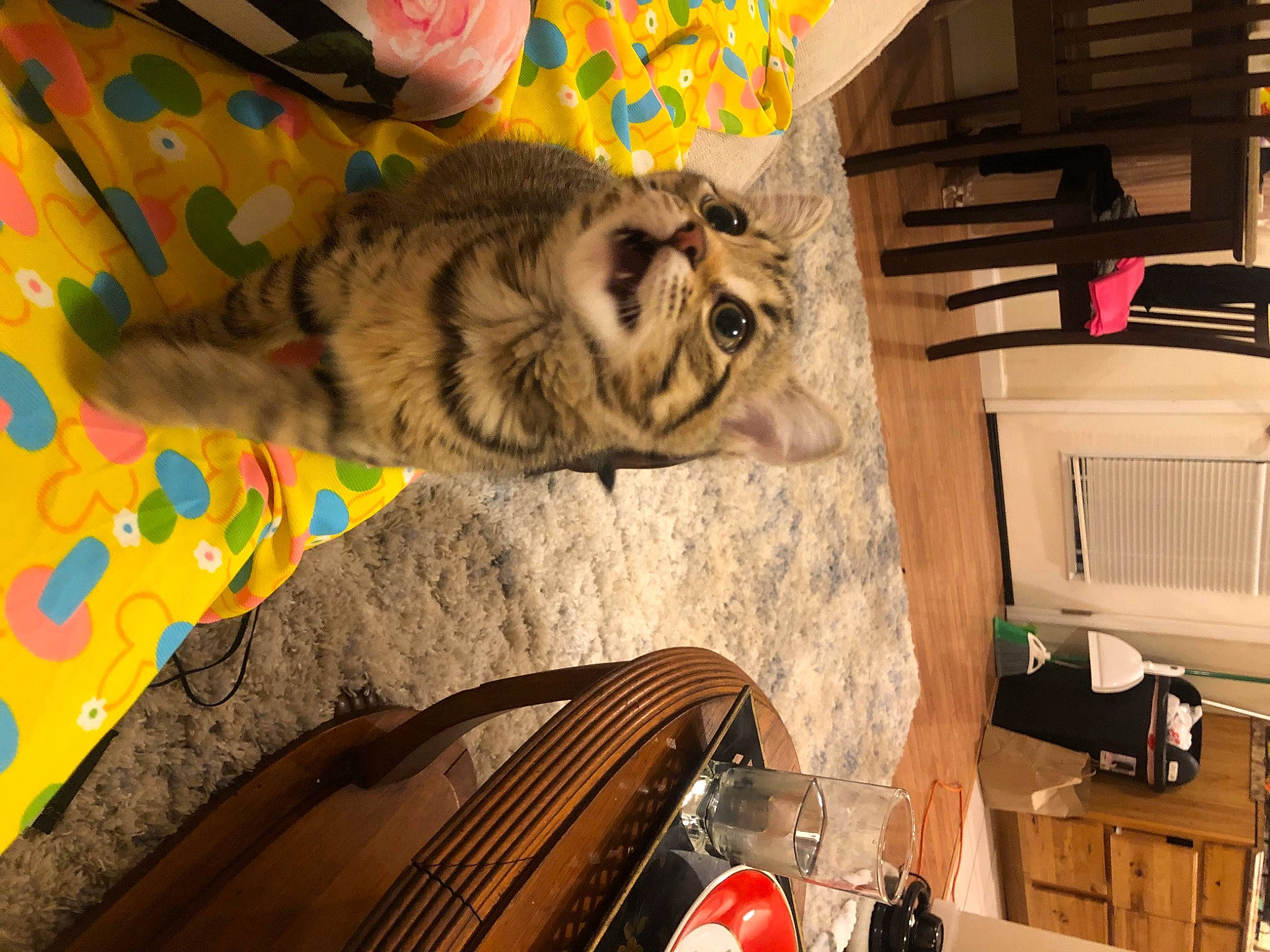 Georgia is registered to the contest to win money with this photo: big_cats, carnivore, cat, comfort, couch, domestic_short_haired_cat, fawn, felidae, flooring, fur, linens, living_room, pattern, paw, room, small_to_medium_sized_cats, tail, whiskers, wildlife, wood