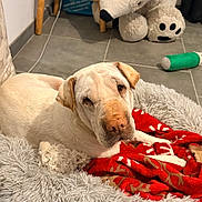 Rêveuse a rejoint le concours — aidez-le/la à gagner de superbes lots ! dog, pet, bed, blanket, stuffed_toy, teddy_bear, floor, tile, stool, furniture, toy, indoor, cozy, resting, animal, canine, domestic, comfort, red, gray