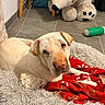 dog, pet, bed, blanket, stuffed_toy, teddy_bear, floor, tile, stool, furniture, toy, indoor, cozy, resting, animal, canine, domestic, comfort, red, gray