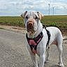 dog, white_dog, harness, road, field, wind_turbine, cloudy_sky, outdoor, animal, pet, canine, nature, rural, landscape, standing, leash, agriculture, grass, plant, daytime