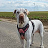 dog, white_dog, harness, road, countryside, field, wind_turbine, cloudy_sky, outdoor, pet, canine, walking, nature, rural, grass, animal, portrait, standing, daytime, landscape