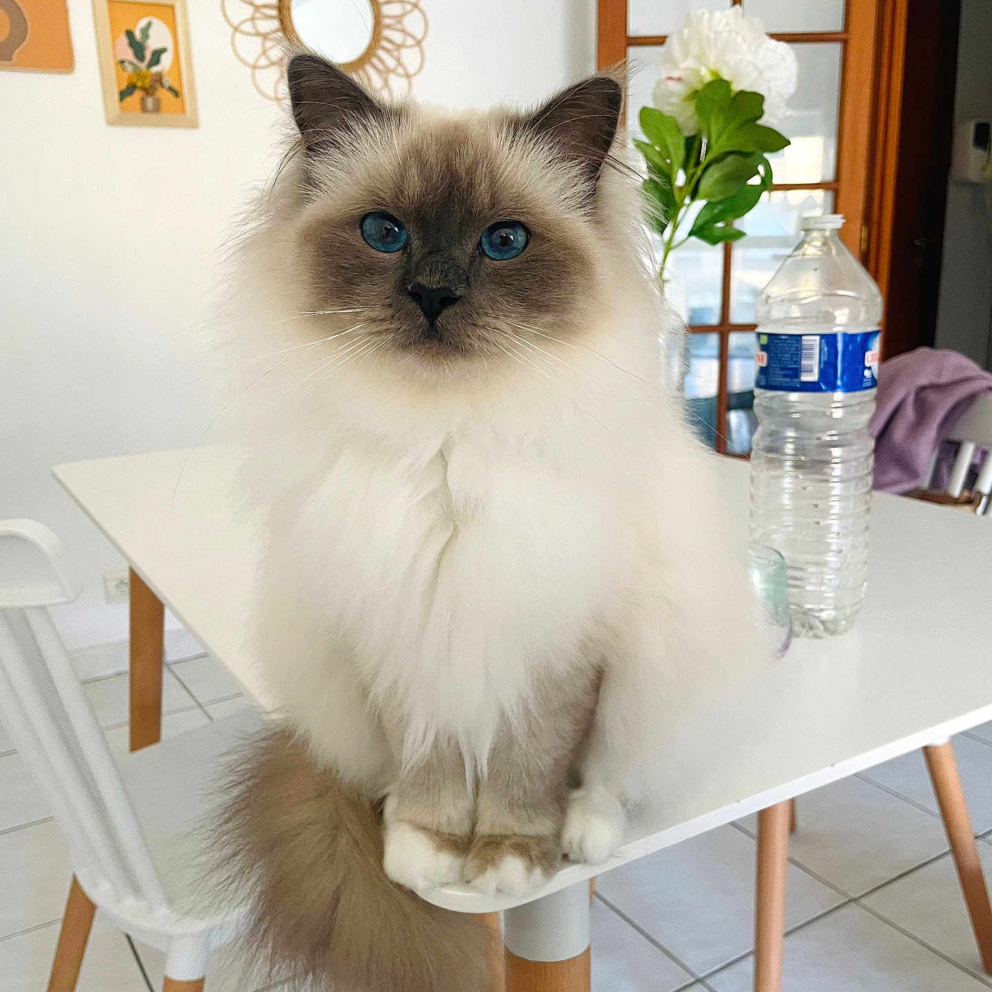 Umie participe au concours pour gagner de l'argent avec cette photo : blue_eyes, cat, chair, cute, domestic_animal, flower, fluffy, framed_art, furniture, home_decor, indoor, mirror, pet, sitting, table, tail, tile_floor, water_bottle, whiskers, white_table