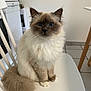 cat, fluffy, sitting, white_chair, blue_eyes, indoor, kitchen, feline, pet, curious, domestic_cat, fur, tail, whiskers, floor_tiles, wooden_table_leg, appliance, home, cute, animal