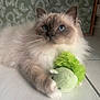 cat, blue_eyes, fluffy_fur, toy, plush_toy, green_toy, indoor, floor, tile_floor, whiskers, curious, pet, animal, resting, close_up, feline, domestic_cat, soft_lighting, background_wallpaper, paw