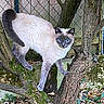 cat, siamese_cat, animal, pet, tree, branch, moss, outdoor, fence, wood, garden, leaves, nature, fur, blue_eyes, mammal, climbing, wildlife, closeup, daylight