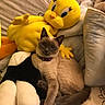 cat, siamese_cat, plush_toy, tweety_bird, stuffed_animal, bed, pillow, indoor, animal, pet, feline, soft_toys, relaxed, cute, cozy, cushion, lying_down, collar, brown, yellow