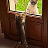 cat, cats, door, glass, window, wooden_door, grass, greenery, indoor, outdoor, curious, pets, animals, staring, hind_legs, feline, playful, home, daylight, interaction