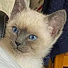 kitten, cat, siamese, blue_eyes, curious, indoor, furniture, fabric, ear, face, pet, young, animal, close_up, domestic, soft, whiskers, cute, small, portrait