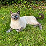 cat, siamese_cat, blue_eyes, grass, greenery, outdoor, animal, pet, relaxed, nature, leaf, ivy, feline, mammal, resting, calm, summer, garden, cute, whiskers