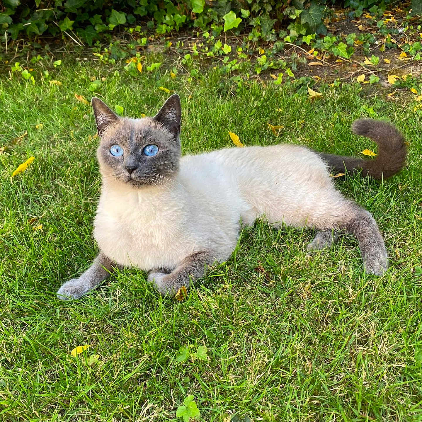 Stella