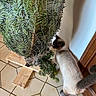 cat, siamese_cat, christmas_tree, netting, indoor, tile_floor, wooden_door, pet, curious, animal, fur, whiskers, shadow, home, floor, plant, greenery, tree_stand, domestic, side_view