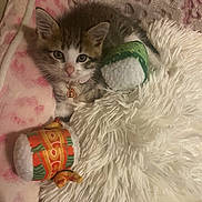 Peewee joined the competition — help win amazing prizes! kitten, cat, pet, toy, plush_toy, blanket, soft, fluffy, cute, collar, indoor, cozy, sleeping_area, animal, feline, resting, comfort, pink, white, brown
