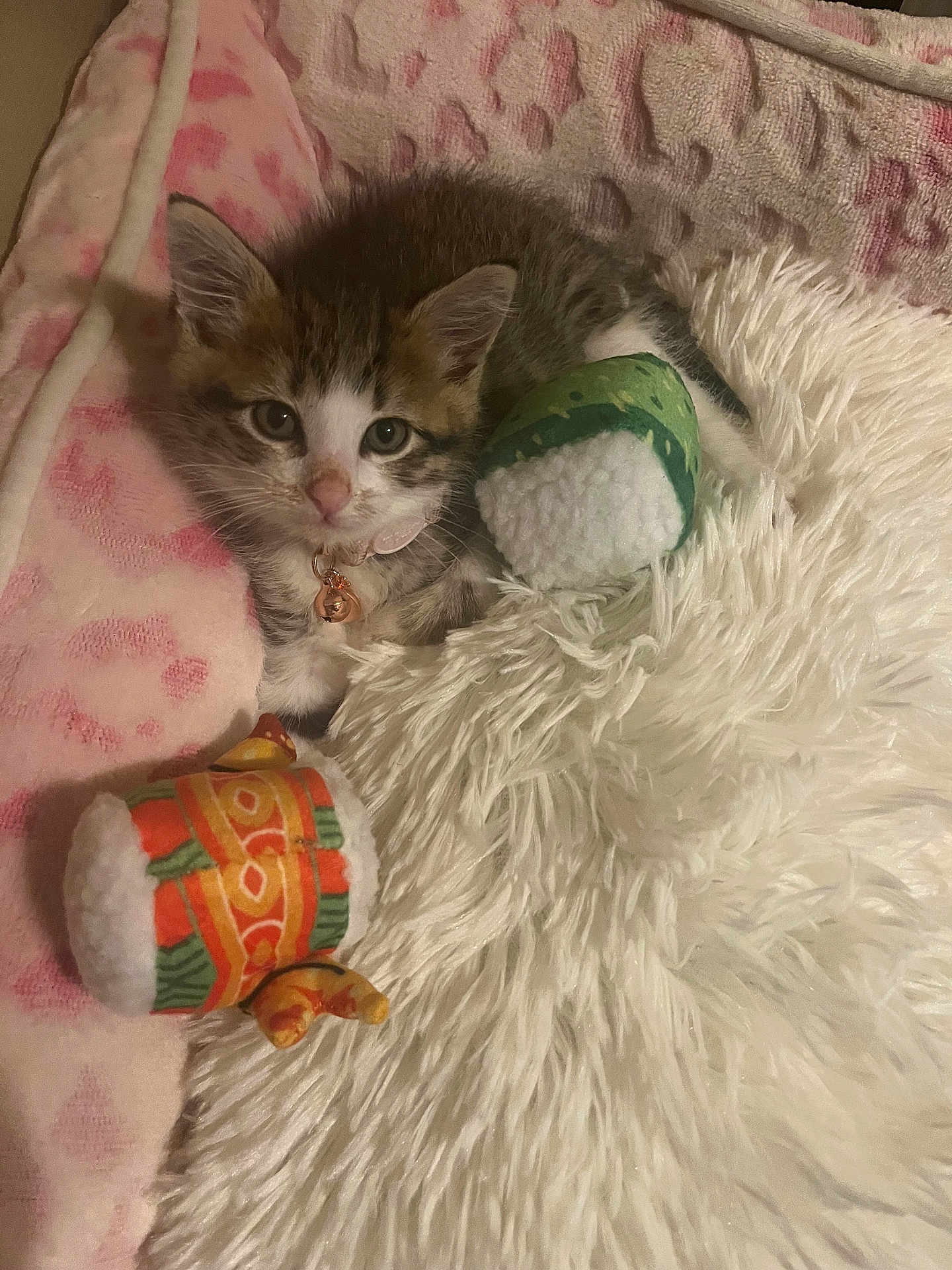 Peewee joined the competition — help win amazing prizes! kitten, cat, pet, toy, plush_toy, blanket, soft, fluffy, cute, collar, indoor, cozy, sleeping_area, animal, feline, resting, comfort, pink, white, brown