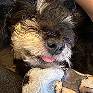Luna Baboona joined the competition — help win amazing prizes! dog, pet, close_up, tongue_out, blanket, cozy, fur, snuggling, resting, cute, animal, indoors, soft_texture, black_and_white, canine, sleepy, relaxed, comfort, paw_print, warm