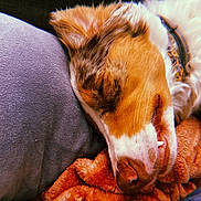 Claire joined the competition — help win amazing prizes! dog, sleeping, close_up, blanket, pillow, cozy, fur, nose, mouth, collar, resting, indoor, pet, animal, relaxation, comfort, soft_texture, warm_colors, peaceful, cute