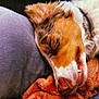 dog, sleeping, close_up, blanket, pillow, cozy, fur, nose, mouth, collar, resting, indoor, pet, animal, relaxation, comfort, soft_texture, warm_colors, peaceful, cute