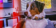 Claire joined the competition — help win amazing prizes! dog, indoor, cushion, window, blinds, tree, sunlight, living_room, television, app_icons, collar, fur, pet, relaxed, seated, side_view, orange_light_leak, vintage_filter, grain, cozy