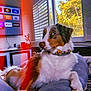 dog, indoor, cushion, window, blinds, tree, sunlight, living_room, television, app_icons, collar, fur, pet, relaxed, seated, side_view, orange_light_leak, vintage_filter, grain, cozy