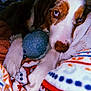 Claire joined the competition — help win amazing prizes! dog, blue_eyes, toy, blanket, cozy, resting, paw, snuggling, indoor, close_up, fur, sleepy, comfort, patterned_blanket, warm, domestic_animal, pet, relaxation, cute, animal