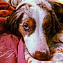 Claire is registered to the contest to win money with this photo: dog, close_up, blue_eyes, blanket, resting, cozy, fur, animal, pet, indoors, soft_texture, brown_and_white, portrait, comfort, sleepy, canine, warm_colors, snuggled, relaxed, home