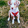adorable, animal, attention, blue_eyes, canine, companion, cute, dog, friendly, fur, grass, mammal, nature, outdoor, pet, playful, puppy, red_harness, sitting, young