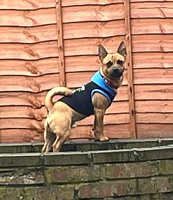 Milo is registered to the contest to win money with this photo: adventure, carnivore, collar, companion_dog, dog, dog_breed, dog_collar, dog_sports, dog_supply, electric_blue, fawn, hound, leash, pet_supply, recreation, sporting_group, tail, wood, working_animal, working_dog