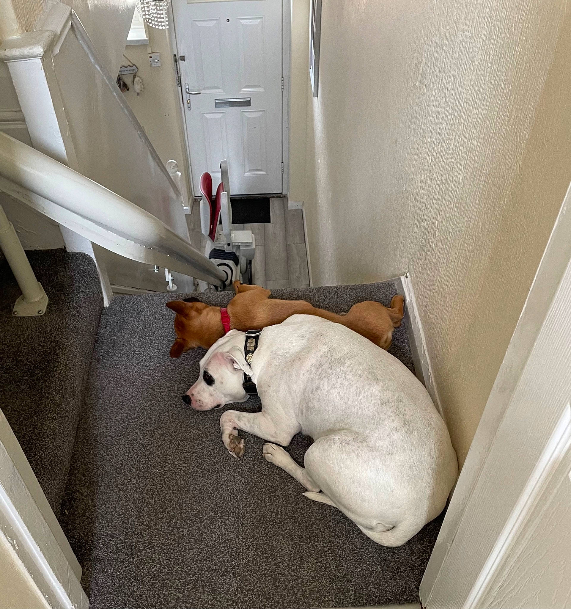 Milo is registered to the contest to win money with this photo: canidae, carnivore, collar, comfort, companion_dog, couch, dog, dog_breed, dog_supply, floor, flooring, linens, machine, paw, room, service, snout, sporting_group, tail, working_animal