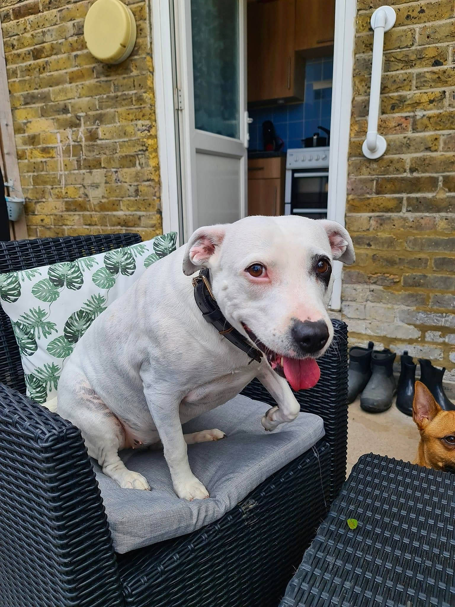 Charlie joined the competition — help win amazing prizes! building, canidae, carnivore, collar, companion_dog, dog, dog_breed, dog_collar, dog_supply, door, fawn, guard_dog, luggage_and_bags, non_sporting_group, pet_supply, snout, sporting_group, tail, whiskers, working_animal