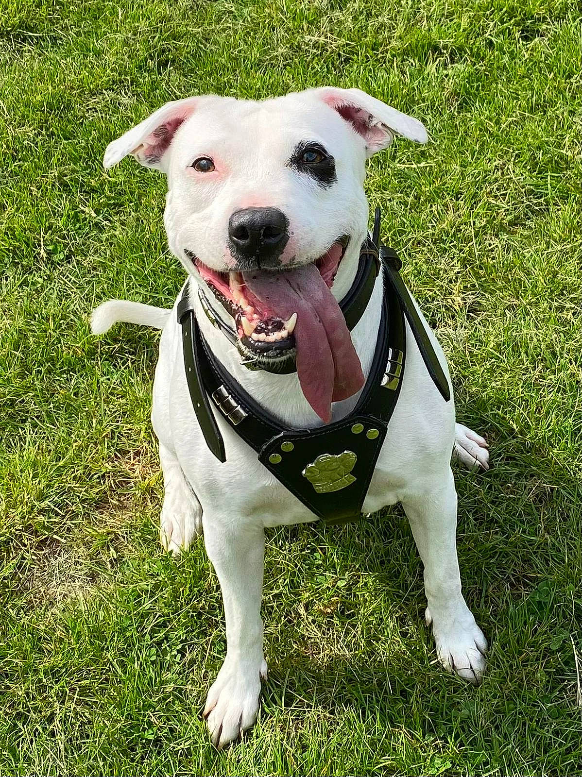 Charlie is registered to the contest to win money with this photo: canidae, carnivore, collar, companion_dog, dog, dog_breed, dog_collar, dog_supply, fashion_accessory, fawn, grass, leash, non_sporting_group, pet_supply, plant, recreation, snout, sporting_group, tail, working_animal