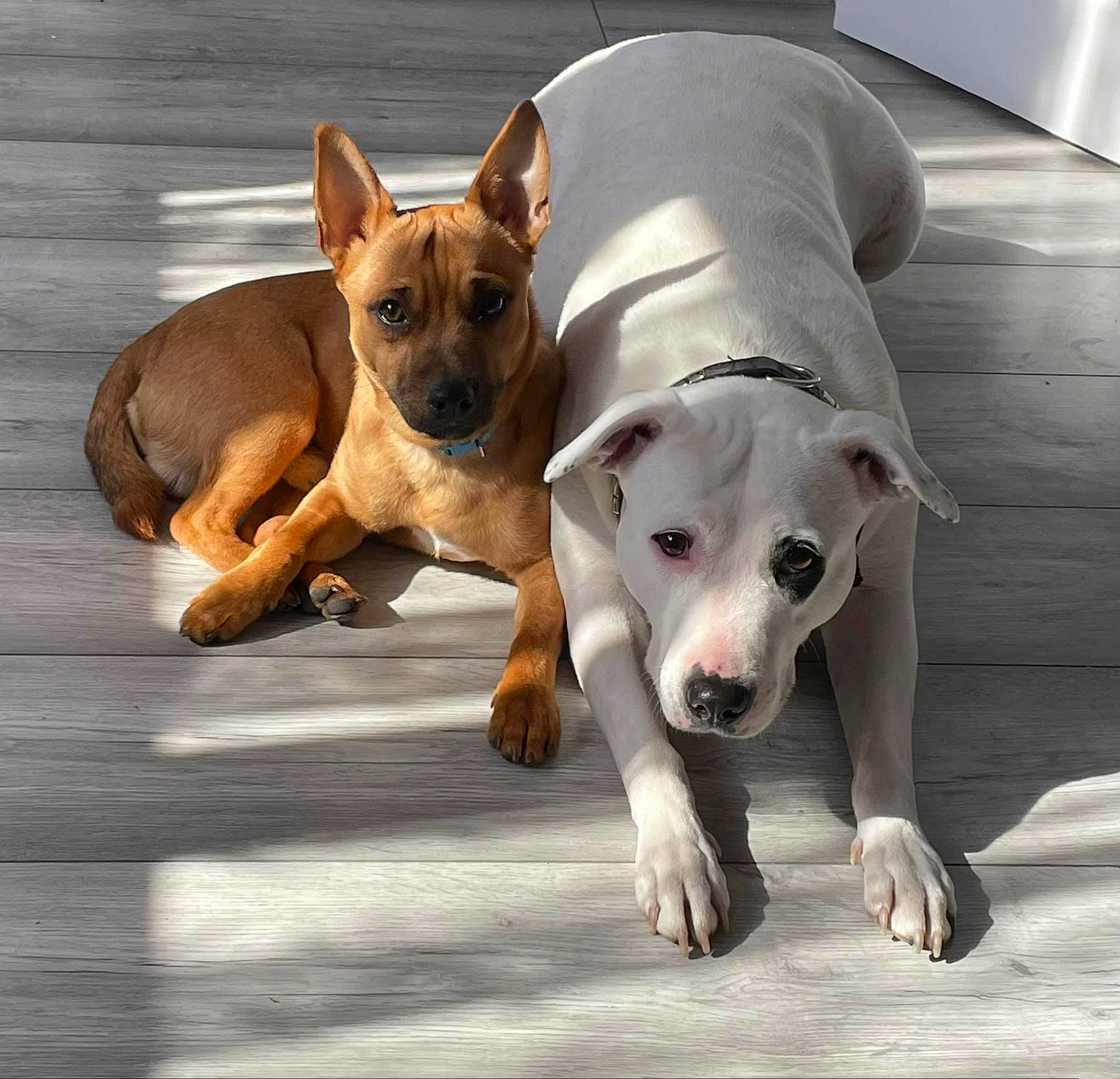 Charlie joined the competition — help win amazing prizes! ancient_dog_breeds, canidae, carnivore, collar, companion_dog, dog, dog_breed, dog_supply, fawn, non_sporting_group, paw, snout, sporting_group, terrestrial_animal, toy_dog, whiskers, working_animal