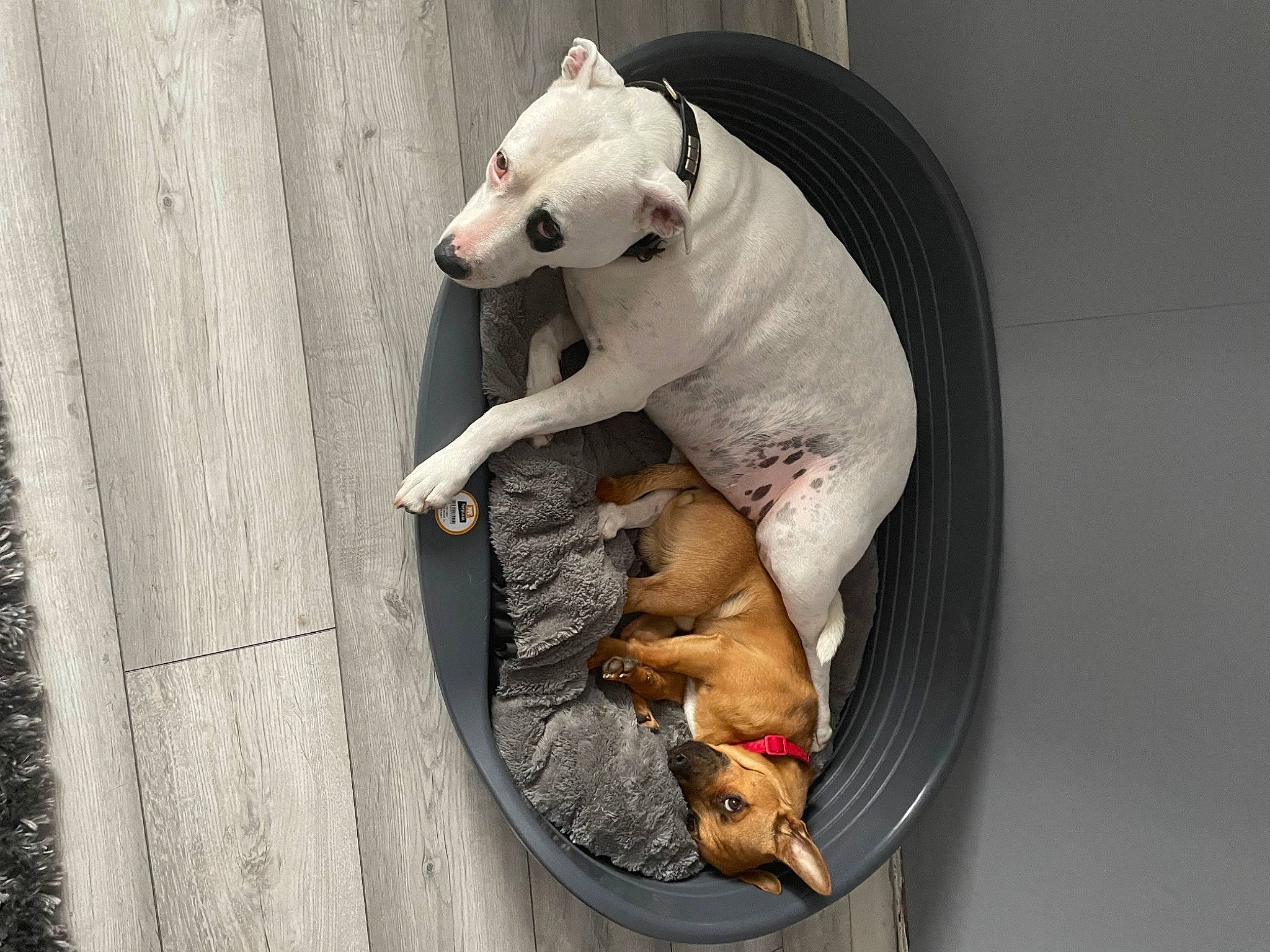 Charlie joined the competition — help win amazing prizes! bull_and_terrier, bull_terrier, bull_terrier_miniature, canidae, carnivore, collar, comfort, companion_dog, dog, dog_breed, dog_collar, dog_supply, english_white_terrier, fawn, pet_supply, sporting_group, tail, terrestrial_animal, whiskers, working_animal