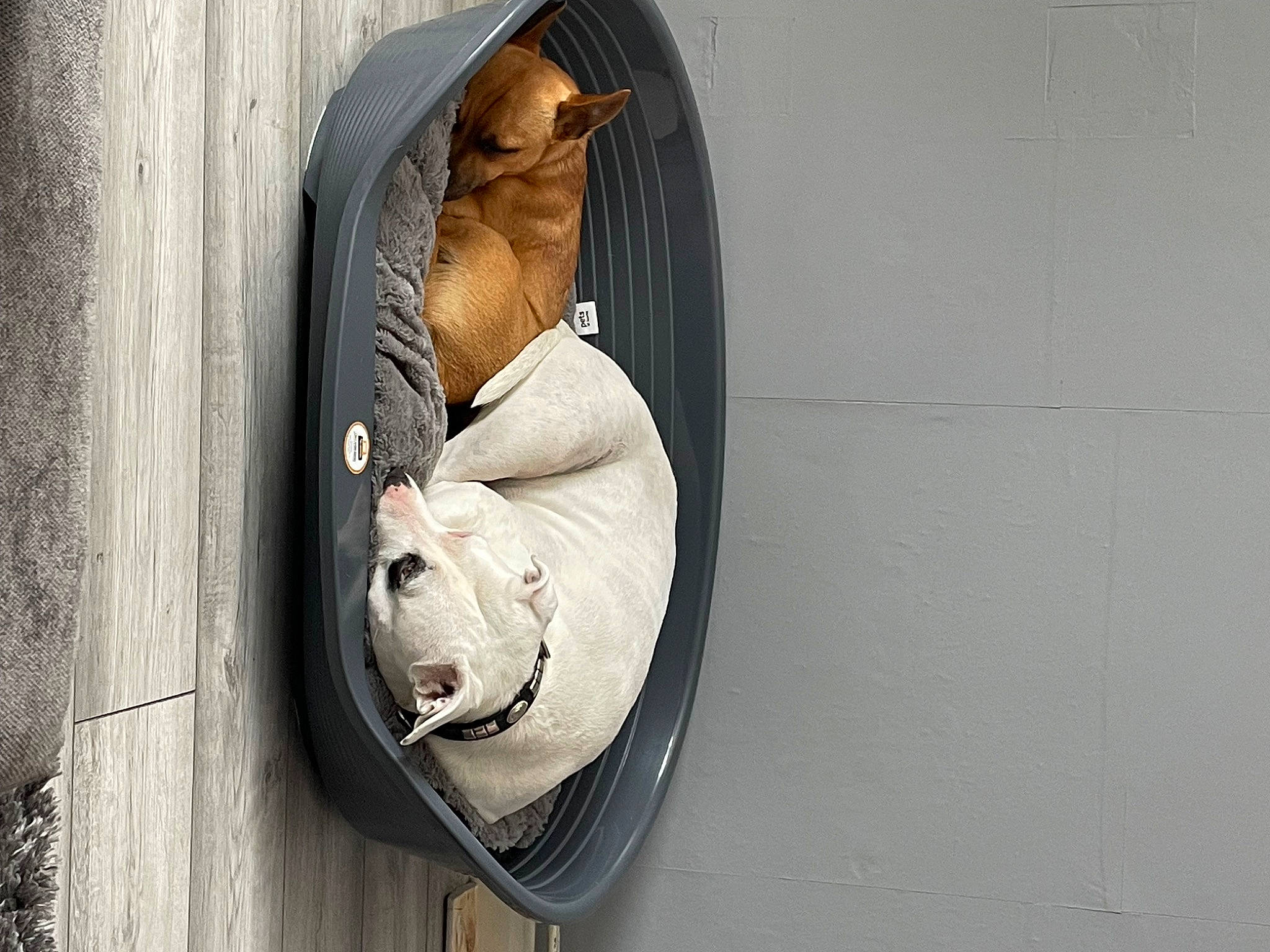 Charlie is registered to the contest to win money with this photo: athletic_shoe, ball, denim, fashion_accessory, foot, footwear, grey, headgear, human_leg, leg, monochrome, outdoor_shoe, pedestrian, road, shoe, sneakers, sportswear, street, walking_shoe, wood