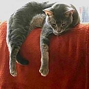 Ash is registered to the contest to win money with this photo: cat, gray_tabby, relaxed, couch, red_blanket, indoor, pet, feline, sleepy, hanging_legs, furniture, domestic_animal, resting, whiskers, ears, tail, soft_texture, window_light, calm, animal