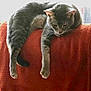 cat, gray_tabby, relaxed, couch, red_blanket, indoor, pet, feline, sleepy, hanging_legs, furniture, domestic_animal, resting, whiskers, ears, tail, soft_texture, window_light, calm, animal