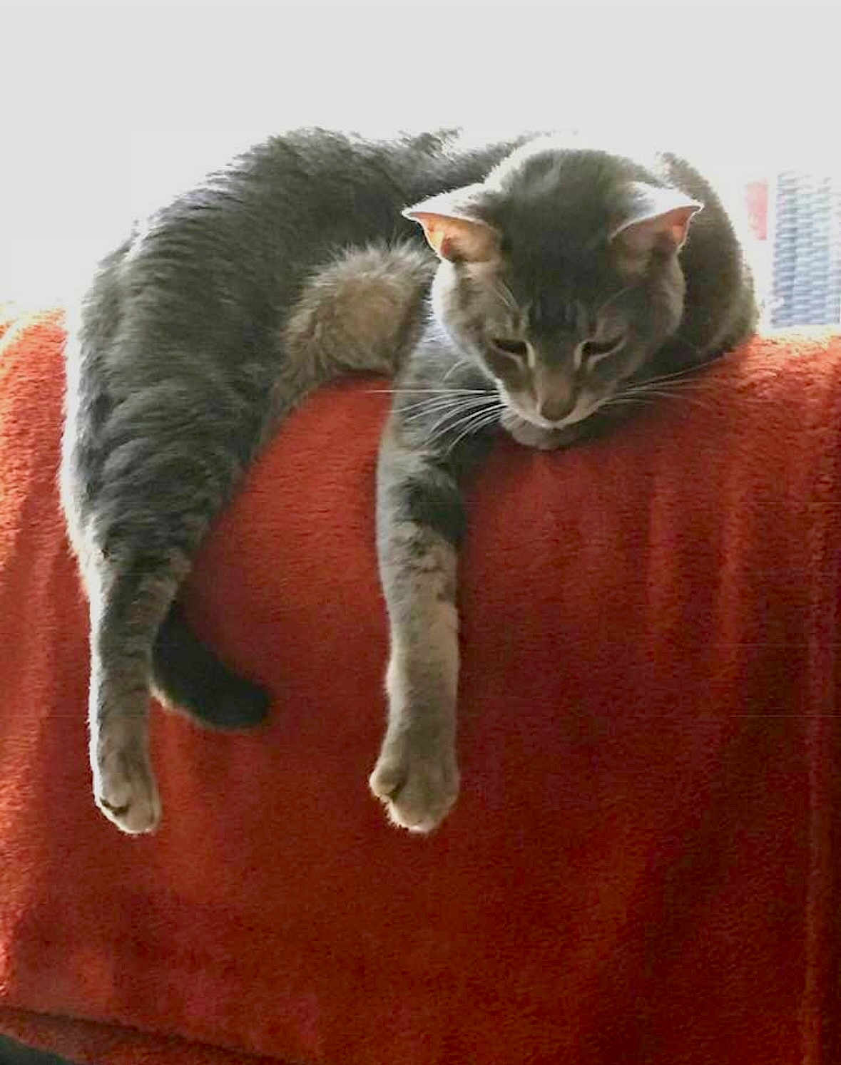 Ash is registered to the contest to win money with this photo: cat, gray_tabby, relaxed, couch, red_blanket, indoor, pet, feline, sleepy, hanging_legs, furniture, domestic_animal, resting, whiskers, ears, tail, soft_texture, window_light, calm, animal