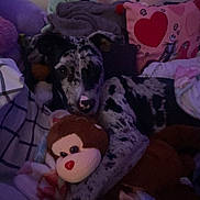 Gracie Lou is registered to the contest to win money with this photo: animal, blanket, colorful, comfort, cozy, cuddly, cute, dog, home, indoor, lying_down, patterned_fur, pet, pillow, plush_toy, relaxed, resting, sleepy, soft_toy, stuffed_animal