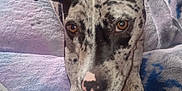 Gracie Lou joined the competition — help win amazing prizes! animal, blanket, brown_eyes, canine, closeup, companion, couch, cozy, curious, dog, ears, fur, indoor, nose, paws, pet, portrait, relaxed, resting, speckled
