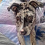 Gracie Lou joined the competition — help win amazing prizes! dog, pet, animal, canine, speckled, brown_eyes, blanket, cozy, indoor, couch, fur, ears, nose, paws, relaxed, curious, portrait, closeup, resting, companion