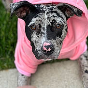 Gracie Lou joined the competition — help win amazing prizes! dog, puppy, hoodie, pink_clothing, close_up, portrait, outdoor, grass, sidewalk, speckled_fur, brown_eyes, cute, pet, animal, canine, looking_up, nose, ears, fur_pattern, soft_focus
