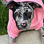 dog, puppy, hoodie, pink_clothing, close_up, portrait, outdoor, grass, sidewalk, speckled_fur, brown_eyes, cute, pet, animal, canine, looking_up, nose, ears, fur_pattern, soft_focus