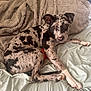 Gracie Lou is registered to the contest to win money with this photo: puppy, dog, bed, blanket, indoor, resting, looking, curious, fur, black_and_white, pink_nose, ears, animal, pet, cute, young_dog, lying_down, soft_texture, cozy, domestic