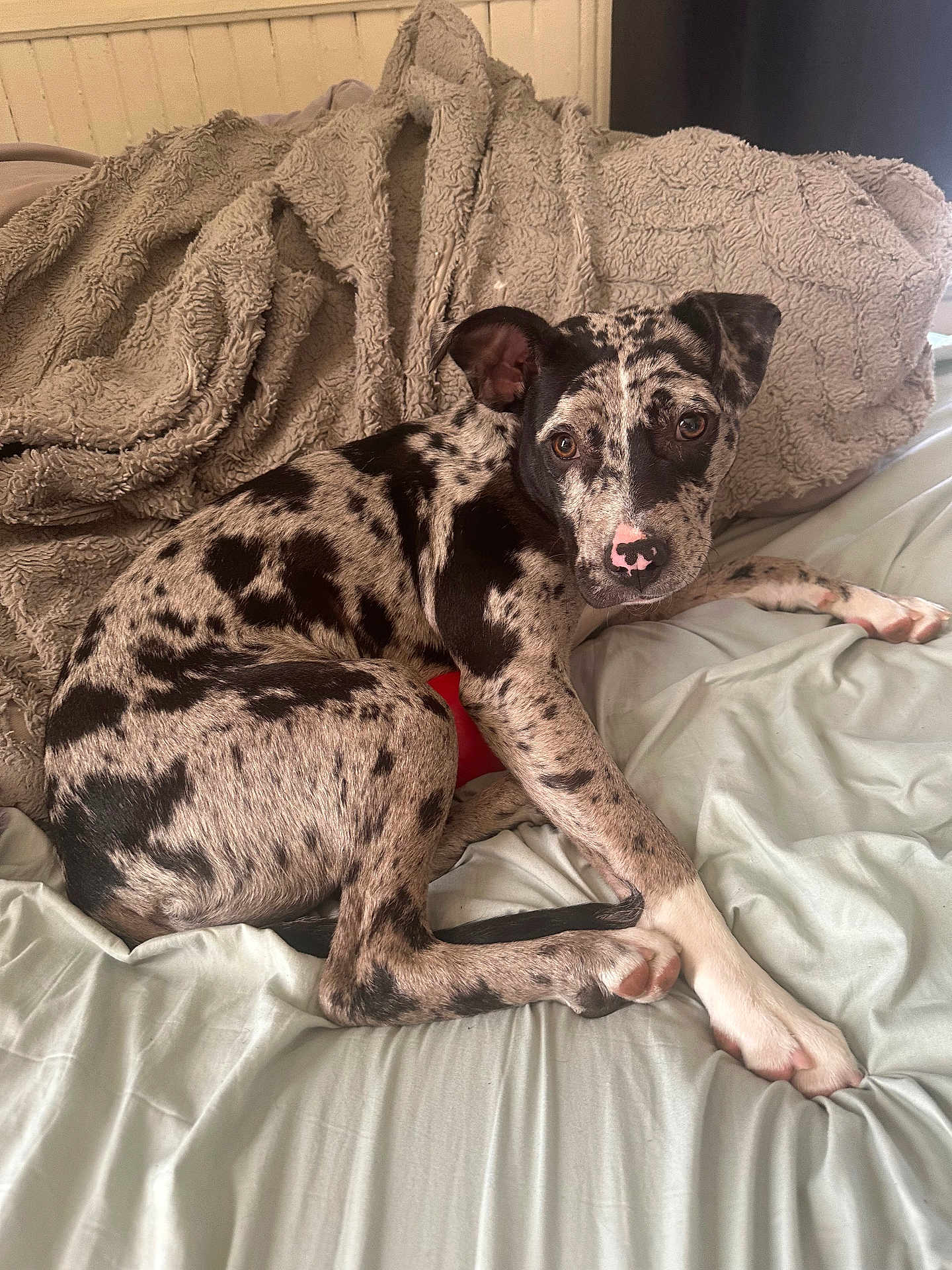 Gracie Lou is registered to the contest to win money with this photo: puppy, dog, bed, blanket, indoor, resting, looking, curious, fur, black_and_white, pink_nose, ears, animal, pet, cute, young_dog, lying_down, soft_texture, cozy, domestic