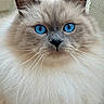 Mushu participe au concours pour gagner de l'argent avec cette photo : cat, fluffy, white_fur, blue_eyes, long_hair, close_up, portrait, whiskers, ears, nose, feline, pet, indoors, soft_lighting, symmetrical, blue_eyed, cream_colored, alert, looking_at_camera, photography