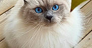 Mushu participe au concours pour gagner de l'argent avec cette photo : cat, fluffy, blue_eyes, long_hair, white_fur, gray_markings, portrait, close_up, animal, pet, whiskers, ears, nose, staring, indoor, wooden_floor, floorboards, yellow_cushion, feline, photography