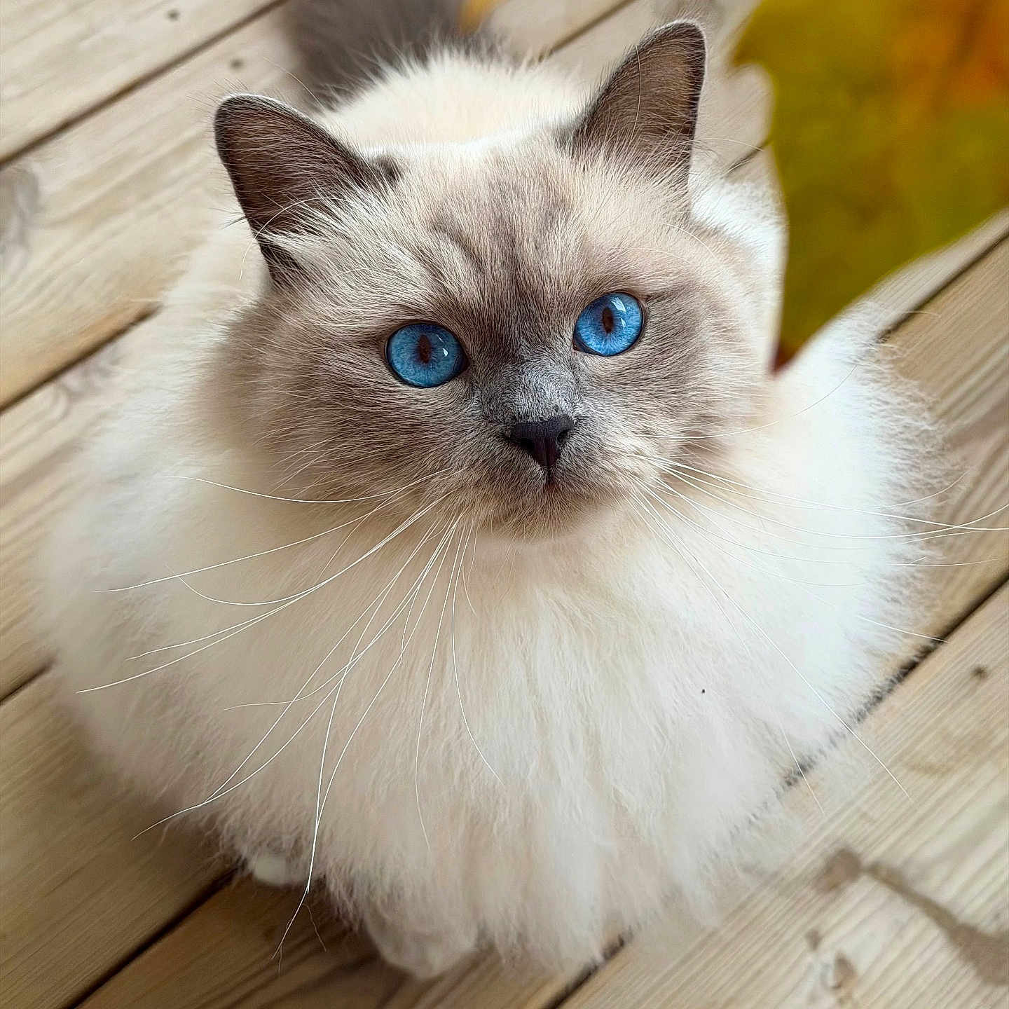 Mushu participe au concours pour gagner de l'argent avec cette photo : cat, fluffy, blue_eyes, long_hair, white_fur, gray_markings, portrait, close_up, animal, pet, whiskers, ears, nose, staring, indoor, wooden_floor, floorboards, yellow_cushion, feline, photography