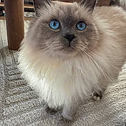 Mushu participe au concours pour gagner de l'argent avec cette photo : cat, fluffy, blue_eyes, long_hair, cream_fur, gray_face, whiskers, ears, nose, portrait, close_up, sitting, indoor, carpet, table, furniture, home, pet, adorable, animal