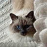 Mushu participe au concours pour gagner de l'argent avec cette photo : cat, blue_eyes, longhair, fluffy, fur, pet, animal, portrait, close_up, indoors, cozy, blanket, bedding, cream_color, symmetrical, staring, whiskers, ears, relaxed, photography