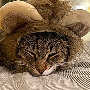 Lola is registered to the contest to win money with this photo: cat, tabby, sleeping, costume, lion_mane, ears, bed, bedding, striped, closeup, whiskers, fur, cute, pet, domestic_animal, indoor, resting, animal, cozy, nap
